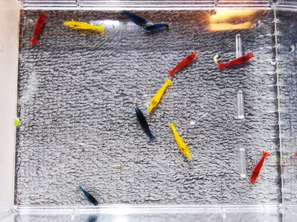 MIX OF 20 SHRIMPS ( 5 X RED, 5 X BLUE , 5 X YELLOW , 5 X ORANGE) PLUS 4 EXTRA - Image 4